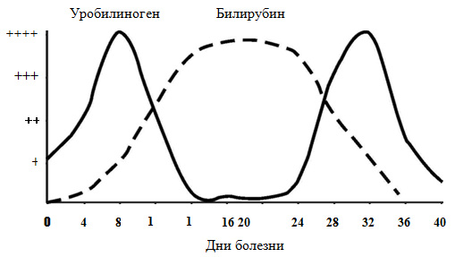 Выделение уробилиногена и билирубина с мочой при вирусном гепатите А.jpg