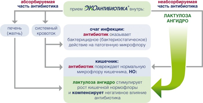 действие экоантибиотиков.png
