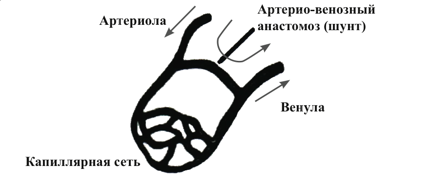 шунт